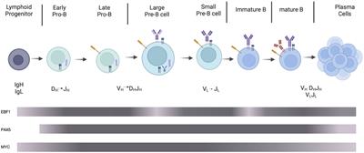 EBF1, PAX5, and MYC: regulation on B cell development and association with hematologic neoplasms